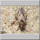 Nysius cf thymi - Bodenwanze 01c 4-5mm.jpg